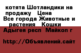 котята Шотландики на продажу › Цена ­ 5 000 - Все города Животные и растения » Кошки   . Адыгея респ.,Майкоп г.